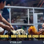 Đá Gà Đòn Thomo - Đấu Trường Gà Chọi Đỉnh Cao Nhất