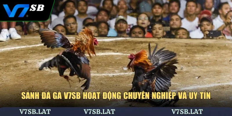 Sảnh đá gà V7SB hoạt động chuyên nghiệp và uy tín